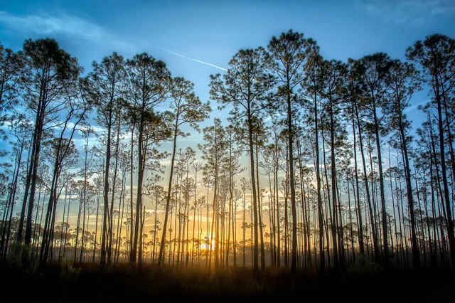 Golden forest with sunlight streaming through trees